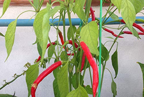 SEMILLAS CHILE MORITA (CHIPOTLE)-CHILE DE ARBOL ORANGE-CHILE DE ARBOL RED-AJI ANGELO