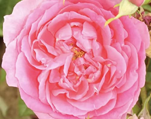 'Parade' Climbing Rose - Dark Pink Fragrant Blooms - Potted Rose 4L