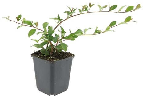 Trendyplants - Cotoneaster dammeri 'Major' - 6 Stück - Zwergmispel - Winterhart - Höhe 20-30 cm - Topfgröße Ø9cm