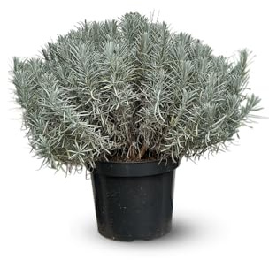 Attitude Jardin - Lavande grosso - aromatique - 50-60 cm - ⌀ 25 cm - véritables herbes fraîches
