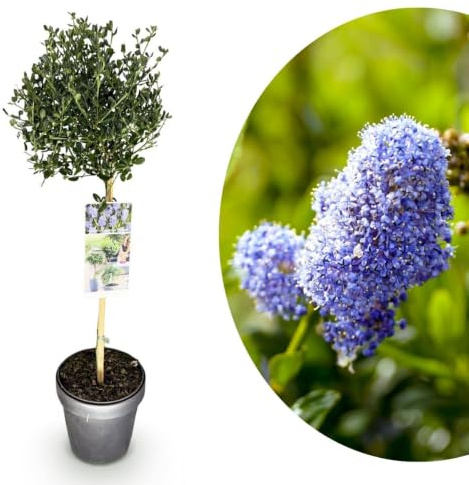 My Green Help – Ceanothus impressus Victoria ad alberetto, Lillà della California sempreverde, 1 Pianta in vaso Ø19cm, h 90cm, per giardino e terrazzo