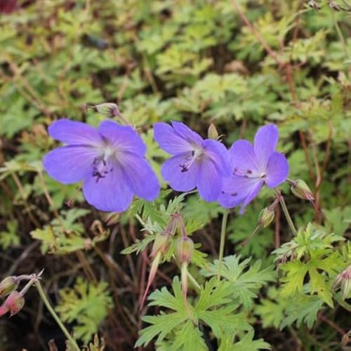 6x Géranium vivace 'Johnson's Blue' - Geranium ‘Johnson’s Blue’ - Godet 9x9cm