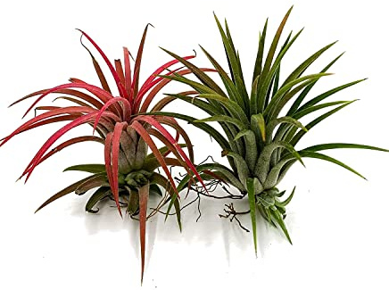 DECOALIVE Set de Dos Tillandsias o Plantas del Aire (1 Verde y 1 Roja)
