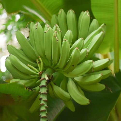 100samen bananenpflanze - exotische bananenbaum winterhart pflanzensamen zimmerpflanzen topfpflanzen draußen winterhart dachbegrünung obstbaum winterharte