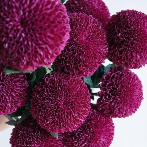 Semi di pompon mamma d'appartamento raro esotico semi di come bomboniera selvatici resistenti per giardini rocciosi crisantemo, serre da balcone da balcone 60pcs