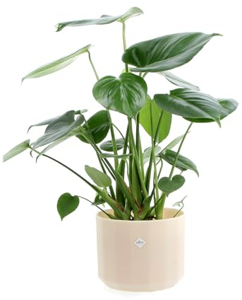 KENTIS - Monstera Deliciosa Pianta Vera da Interno - Piante da Appartamento - H 45-55 cm Vaso Ø 14cm