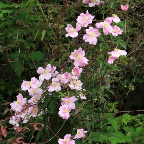 hortensia trepadora Adecuado al aire libre. rápido crecimiento 300semillas