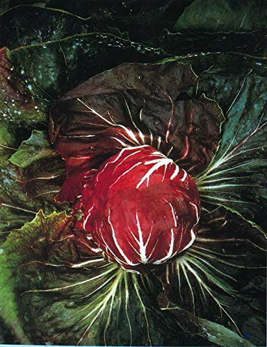 16500 Seeds (25 Grams Seeds) of Vegetables Radicchio Palla Rossa Chicory Bulk