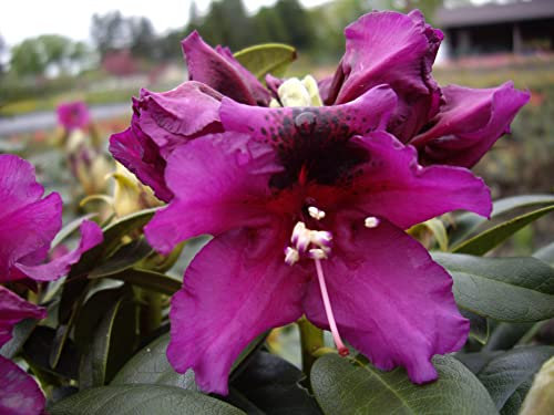 Großblumige Alpenrose Azurro - Rhododendron hybride - 30-40cm