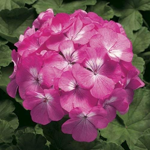 15 Semi di geranio rosa Pinto