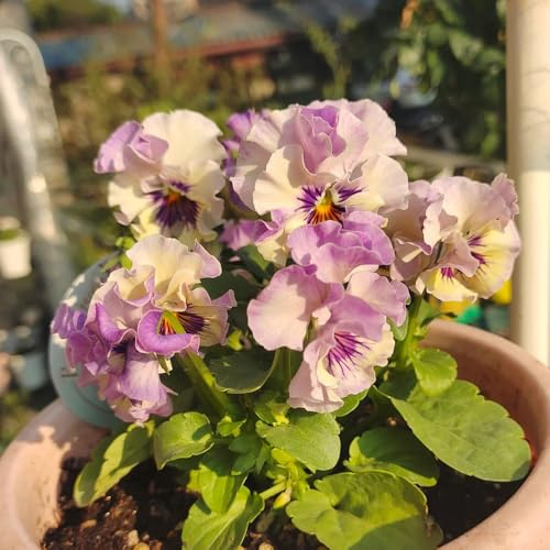 semi di viola cornuta perenni - giardino resistenti balcone Decorazione del balcone 20pcs