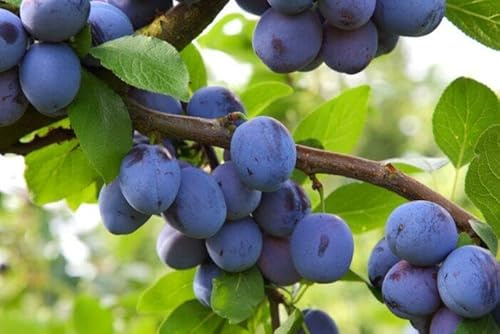1st. Pflaume Herman 120-150cm im großem Topf Obst Busch sehr frühe Frühsorte – süß, saftig & aromatisch – sichere Juni/Juli-Ernte – winterhart & pflegeleicht, Obstbaum