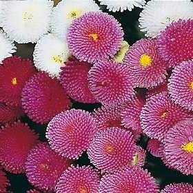400 graines de pâquerette Pomponette Mix SF236 (Bellis perennis)