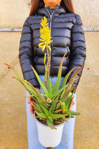 POWERS TO FLOWERS - ALOE VERA A FIORE GIALLO, PIANTA DI 4 ANNI, Pianta vera