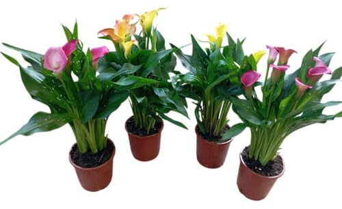 Kit de 4 Calas Plantas Ornamentales Vivas para el Hogar o la Terraza