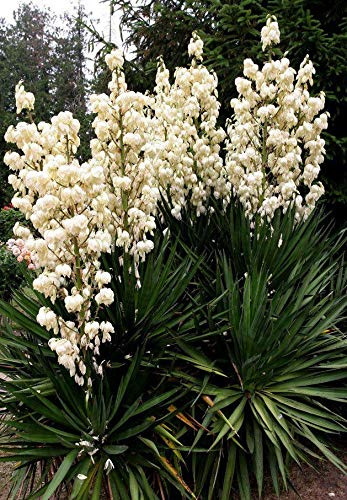30 Yucca Filamentous/Yucca Filamentosa