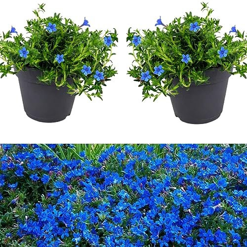 Lithodora Blue - 2 Plants - Outdoor Flowering Plant - Star Plant in 13cm Pot