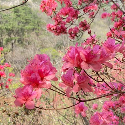 semi di rododendro, azalea, Giardino roccioso: resistenti al pieno sole di biologiche da esterno rampicante rara balcone serra interna Vecchie 120pcs
