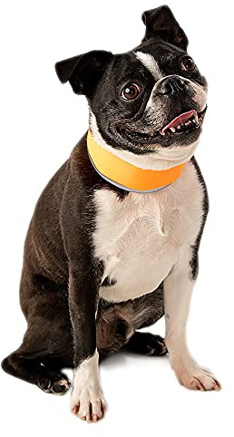 CoolerDog Hi-Vis Cooling Dog Collar for Small Dogs – Reflective Re-Freezable Ice Collar for Hot Weather & Heat Relief (Orange, Small)