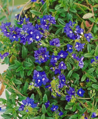 Veronica prostrata 'Nestor' 9x9 cm Topf – Winterhart, Mehrjährig, Pflegeleicht – Teppich-Ehrenpreis – Bodendecker für Steingarten & Beet
