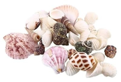 Coquilles de mer Coquilles de mer mixtes, Coquillages for l'artisanat 30 pièces/sac Mélange de coquillages de plage nautiques DIY en vrac environ 100 g Décoration de coquillages de mer Décoration d'in