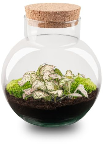 urbanjngl - Noah Pflanzen Terrarium DIY Kit - Ø 18,5 cm, Höhe 19 cm - Selbstschaffendes Ökosystem für Pflanzen, ideal für Zuhause und Büro, dekorativ und pflegeleicht