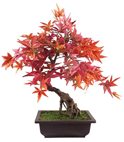 Botanik PREMIUM-BONSAI