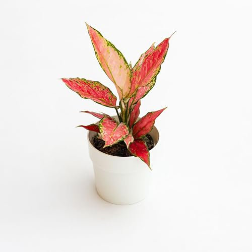 Pianta vera di Aglaonema Cherry Baby - Diametro Vaso Ø 12 cm