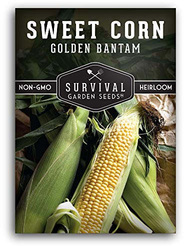 Golden Bantam Sweet Corn Seed for Planting - 1 Pack with Instructions for Growing - Grow Yellow Corn Outdoors in The Vegetable Garden - Untreated Non-GMO Heirloom Sweetcorn - Survival Garden Seeds