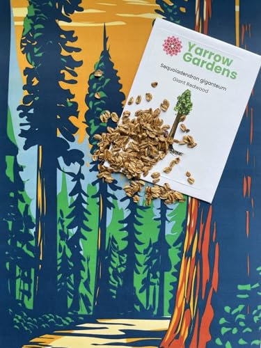 Redwood Tree Seeds Pack - Coast (Californian) / Giant/Dawn - Set of Each, 50