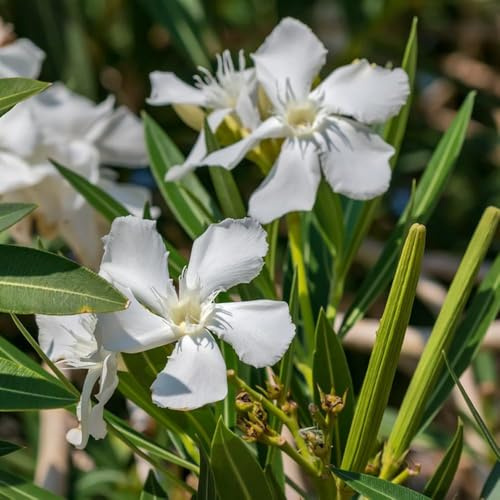 5 piezas Adelfa semillas resistentes - semillas de del prado de jardín resistentes, para exterior, al invierno para el