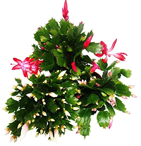 DECOALIVE Cactus de Navidad Pack de Tres Unidades Naturales (8436601575937)