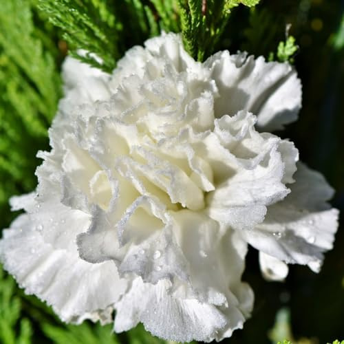 Semi garofano chabaud bianco white fiori garofani giardino fiorito seeds semillas semen graines