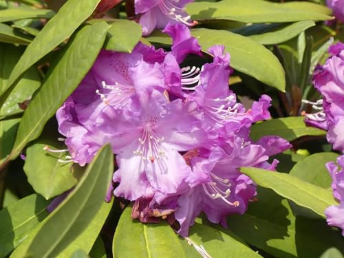 Großblumige Alpenrose Chobe - Rhododendron hybride Chobe - 30-40cm