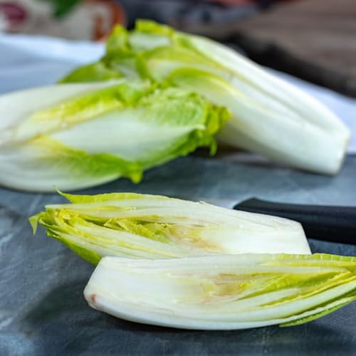 semi di cicoria perenni, biologiche insalata di radicchio, aiuole rialzate per giardino, sementi, antiche 125pcs