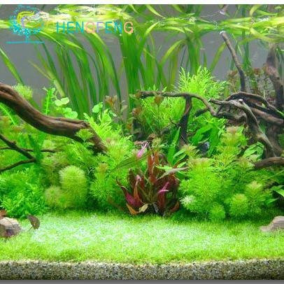 Promotion! 200seeds 12 Kinds Mixed Aquarium Fish Tank Grass Seeds Indoor Beautiful Watch Water Aquatic Plants Seed
