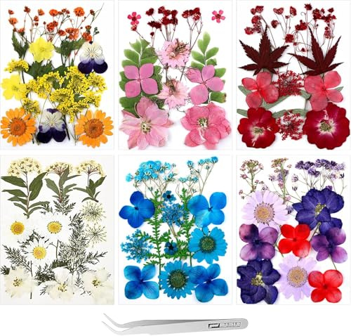HSAJS Fleurs Séchées Naturelles Pressées Multicolores Assortiment Marguerites Hortensia Feuilles Érable Composition Artisanale Scrapbooking