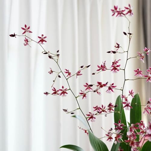 Semi di orchidea Oncidium, decorazione del soggiorno Oncidium hybridum, autunnali resistenti semi di da ufficio 50pcs