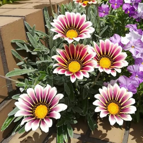 Mittagsgold bodendecker gartendeko für draußen pflanztöpfe frühlingsblumen steinpflanzen winterhart pflanzendeko balkon garten indoor garten winterharte stauden für pralle sonne 130samen