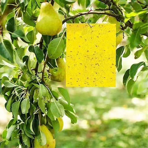 Trappole 100Pezzi per Olivo e Ciliegio, Cartelle Monitoraggio in Serra Orto e Giardino, Accessori per Piante da Frutto e Ornamentali, Facili da Installare, Colore Giallo