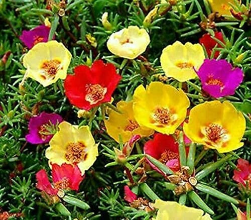 TRTO Moss Rose - 500 Seeds - Portulaca grandiflora - Hanging Baskets Succulent for Planting Garden Yard Patio and Useful for Gifts (500 Seeds)