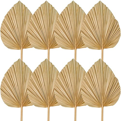 AMIUHOUN Lot de 8 feuilles de palmier séchées pour décoration de mariage bohème