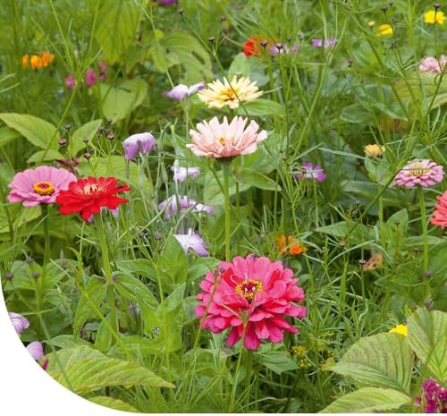 MRS Mélange de fleurs coupées annuelles - 250 g pour 125 m² - 32 variétés de graines à couper pour un jardin coloré - Convient à tous les types de sol
