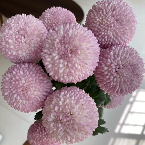 Semillas de Pompon mamma crisantemo, para lugares soleados de balcón orgánico variedades antiguas decoración sala estar resistentes para jardines rocas 250pcs