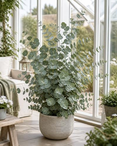 Eucalyptus Cinerea Silver Dollar ca. 60 cm – Silber-Eukalyptus Pflanze, duftende Zimmerpflanze, dekorativ, bedingt winterhart, ideal für Wohnung, Balkon & Geschenk