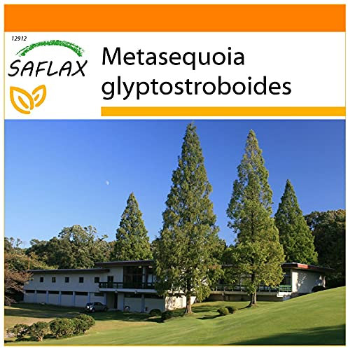 SAFLAX - Garden in the Bag - Urwelt - Mammutbaum - 60 Samen - Mit Anzuchtsubstrat im praktischen, selbst aufstellenden Beutel - Metasequoia glyptostroboides