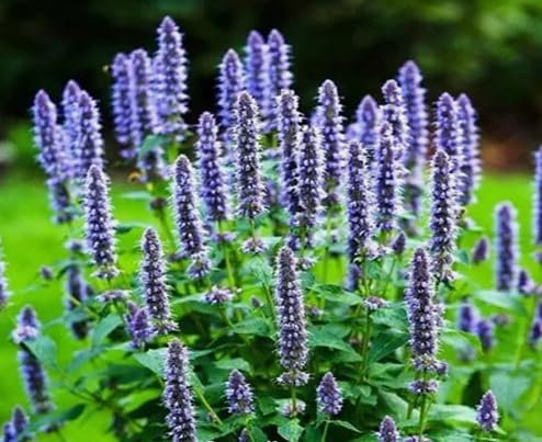 1 Pack of 1000 SEEEDS Blue Hyssop