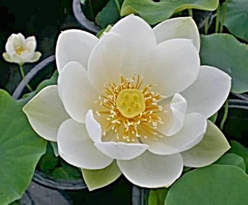 Samen chinesische Mini Lotusblume, weisse Blüten, Bowl Lotus, Nelumbo nucifera, Schüssel Lotus. (5 Samen)