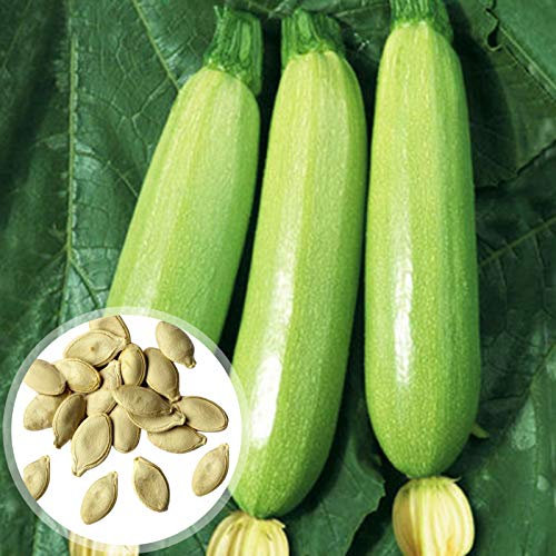 Benoon Semillas De Calabacín, 20 Piezas/Bolsa Semillas De Calabacín Fruta Comestible Semillas De Calabacín Verde Claro De Crecimiento Rápido Para El Hogar Semillas de calabacín
