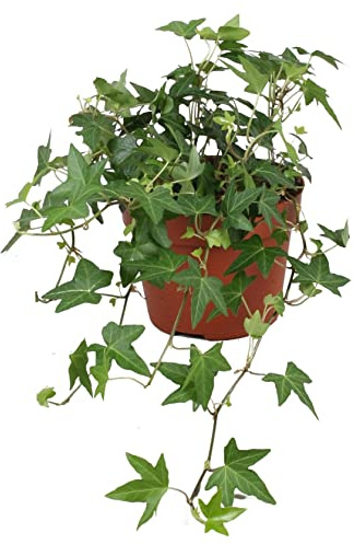 Hiedra Verde PREMIUM Planta Natural para Decorar el Hogar
